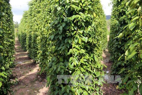 Quy hoạch tổng thể phát triển du lịch vùng ĐBSCL 